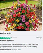 50% OFF🔥Artificial Violet for Outdoor Indoor Garden Home Decoration