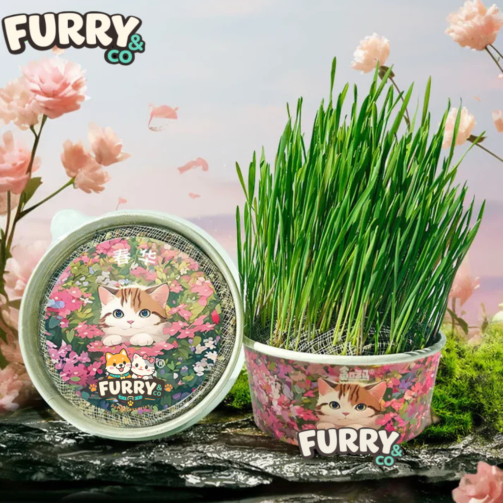 50%OFF 🔥Premium Cat Grass Growing Kit for Indoor Cats, Fresh Natural Wheatgrass for Hairball Control & Digestion Aid