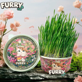 50%OFF 🔥Premium Cat Grass Growing Kit for Indoor Cats, Fresh Natural Wheatgrass for Hairball Control & Digestion Aid