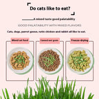 50%OFF 🔥Premium Cat Grass Growing Kit for Indoor Cats, Fresh Natural Wheatgrass for Hairball Control & Digestion Aid