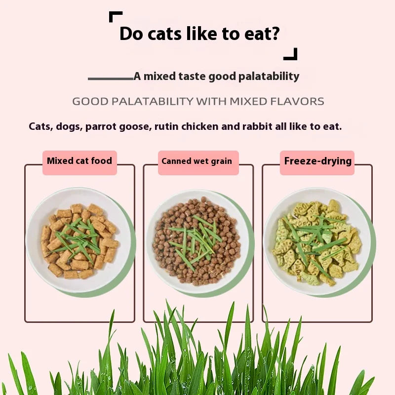 50%OFF 🔥Premium Cat Grass Growing Kit for Indoor Cats, Fresh Natural Wheatgrass for Hairball Control & Digestion Aid
