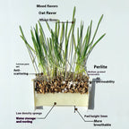 50%OFF 🔥Premium Cat Grass Growing Kit for Indoor Cats, Fresh Natural Wheatgrass for Hairball Control & Digestion Aid