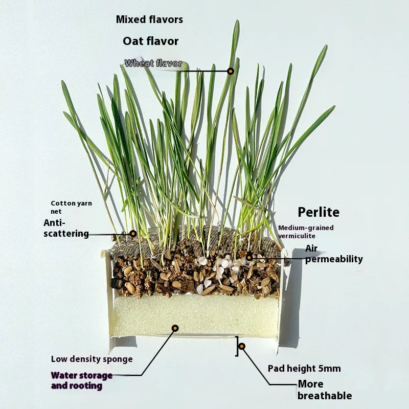 50%OFF 🔥Premium Cat Grass Growing Kit for Indoor Cats, Fresh Natural Wheatgrass for Hairball Control & Digestion Aid
