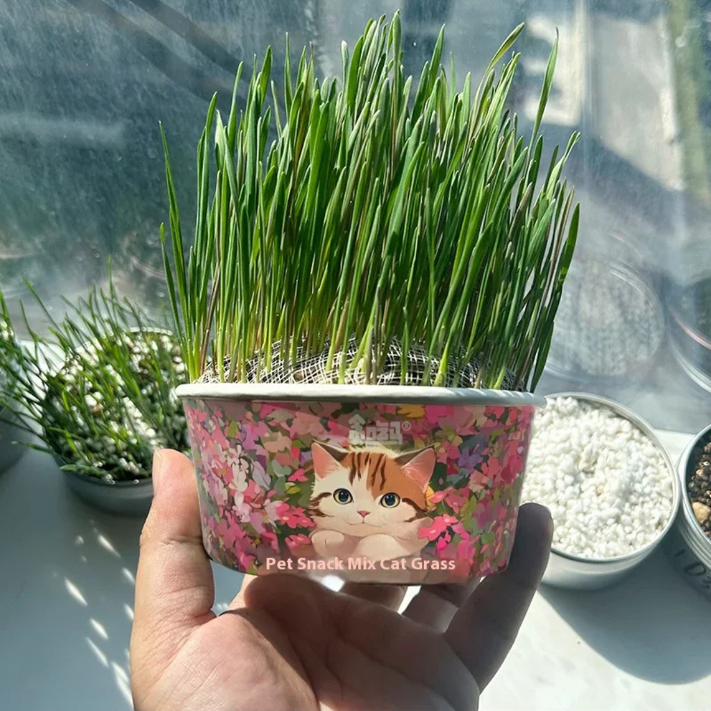 50%OFF 🔥Premium Cat Grass Growing Kit for Indoor Cats, Fresh Natural Wheatgrass for Hairball Control & Digestion Aid