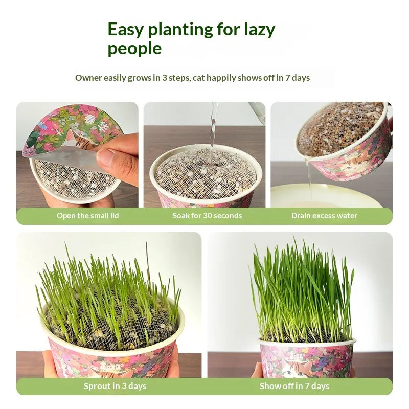 50%OFF 🔥Premium Cat Grass Growing Kit for Indoor Cats, Fresh Natural Wheatgrass for Hairball Control & Digestion Aid